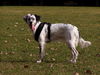 English Setter Hund