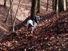 English Setter Hund