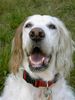 English Setter Hund