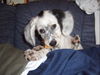 English Setter Hund