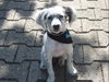 English Setter Hund