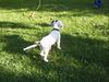 English Setter Hund