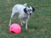 English Setter Hund