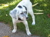 English Setter Hund