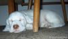 English Setter Foto: Aglaia Sun DAVARONI - 47 Tagen; exotische Farbe - lemon und liver belton (ID 12628) English Setter Hund