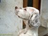 English Setter Foto: Aglaia Sun DAVARONI - 14 Wochen; exotische Farbe - lemon und liver belton (ID 12629) English Setter Hund