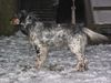 English Setter Hund