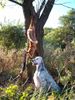 English Setter Hund