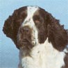 English Springer Spaniel