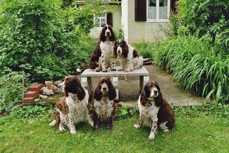 English Springer Spaniel Zum 16.Geburtstag von Daisy: Fototermin mit 4 Generationen