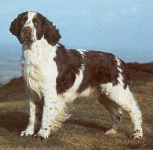 English Springer Spaniel Hunde Foto 274 English Springer Spaniel