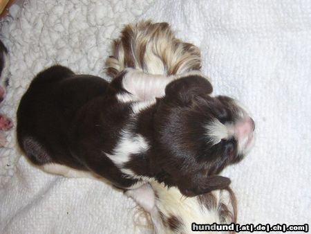 English Springer Spaniel Schläfchen auf Mamas Pfote