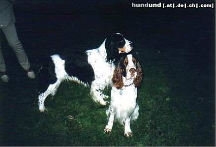English Springer Spaniel Hunde Foto 13919 English Springer Spaniel Zwei Brüder unter sich !
