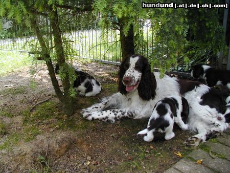 English Springer Spaniel Hunde Foto 5510 English Springer Spaniel Mutter und Kinder
