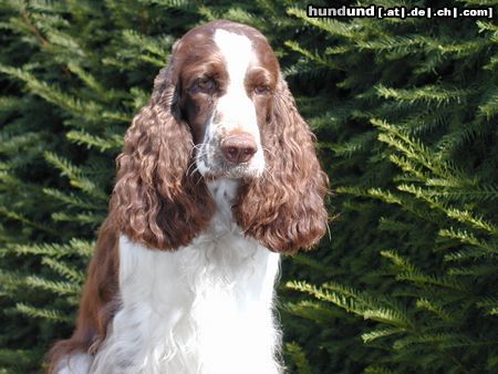 English Springer Spaniel Hunde Foto 5507 English Springer Spaniel Daisy Chain