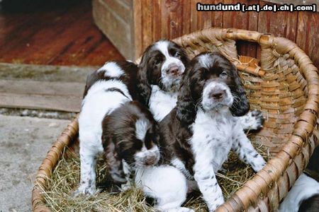 English Springer Spaniel Hunde Foto 13525 English Springer Spaniel Unsere Welpen - August 2004