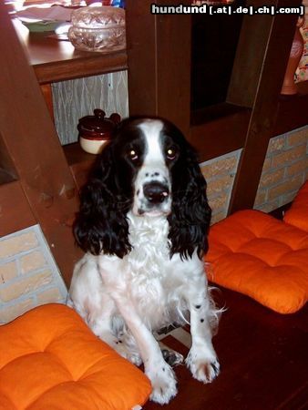 English Springer Spaniel Hunde Foto 5578 English Springer Spaniel Mein Springer-Spaniel