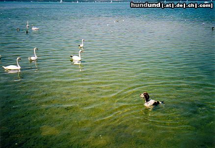 English Springer Spaniel Hunde Foto 13922 English Springer Spaniel Das hässliche Entchen !