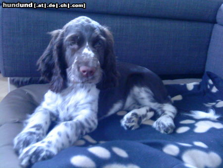 English Springer Spaniel Hunde Foto 44079 in höherer Auflösung ansehen English Springer Spaniel unsere emma mit 12 wochen