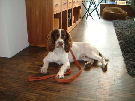 English Springer Spaniel JAMEY von UK nach Germany