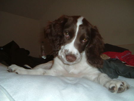 English Springer Spaniel JAMEY von UK nach Germany