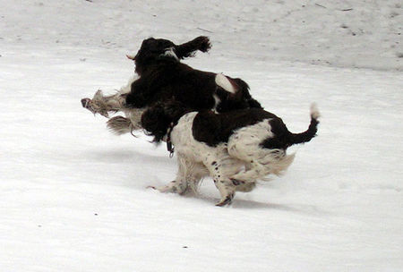 English Springer Spaniel Spaß im Schnee