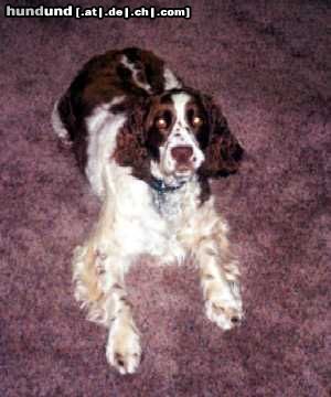 English Springer Spaniel Hunde Foto 3587 English Springer Spaniel