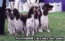 English Springer Spaniel Hunde Foto 3005 English Springer Spaniel Filou und Fina mit ihren Geschwistern