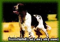 English Springer Spaniel Hunde Foto 3014 English Springer Spaniel Flitze