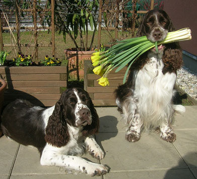 English Springer Spaniel Frühlingsgrüße