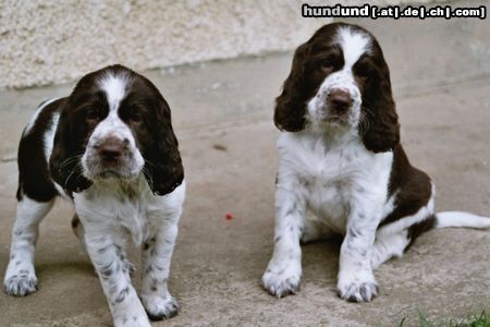 English Springer Spaniel Hunde Foto 14221 English Springer Spaniel Na, was machen wir jetzt ?