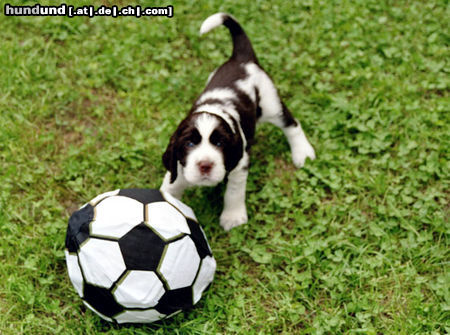 English Springer Spaniel Und jetzt ein Tor!