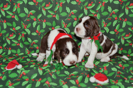 English Springer Spaniel Hast du auch schon Weihnachten in der Nase?