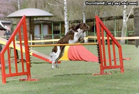 English Springer Spaniel Hunde Foto 3597 English Springer Spaniel Sina beim Agility