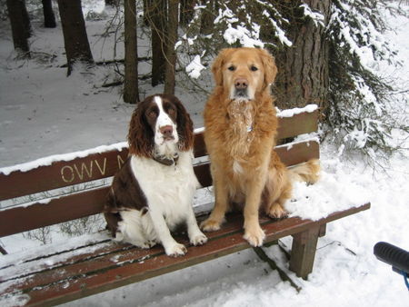 English Springer Spaniel Bankbesetzer