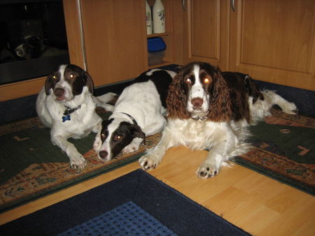 English Springer Spaniel Nico_Dafni_Aica / Die 3 Braun-Weißen