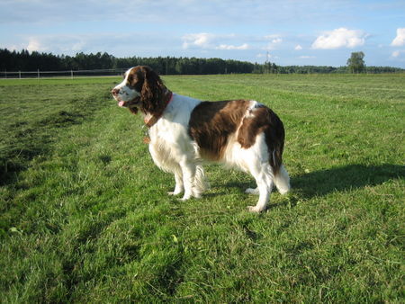 English Springer Spaniel