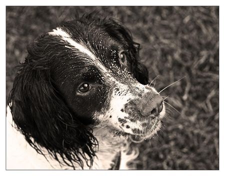 English Springer Spaniel Hunde Foto 38129 in höherer Auflösung ansehen English Springer Spaniel Jamey heute am Rhein.; ))