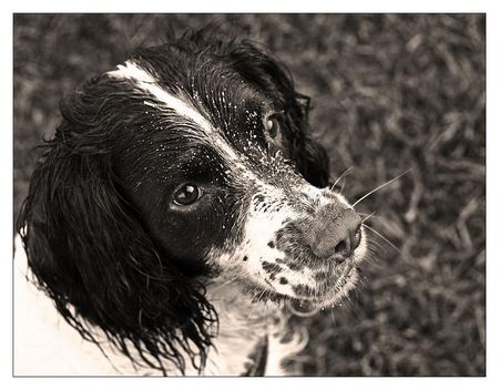 English Springer Spaniel Jamey heute am Rhein.; ))