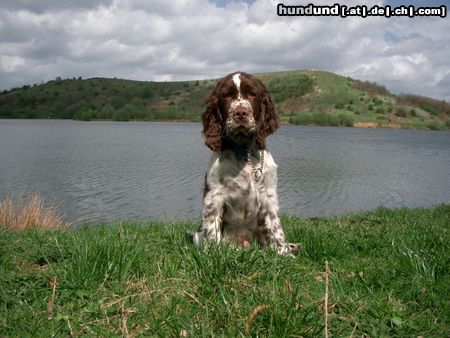 English Springer Spaniel Hunde Foto 3605 English Springer Spaniel Murphy, 16 Wochen