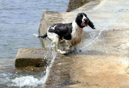 English Springer Spaniel Urlaubsfreuden am Meer