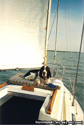 English Springer Spaniel Hunde Foto 13923 English Springer Spaniel Auch auf dem Boot mach ich eine gute Figur !