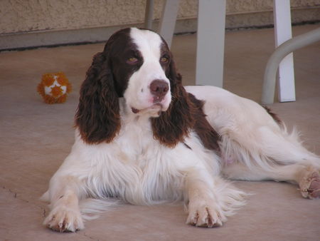 English Springer Spaniel Maximus vom King-Charles