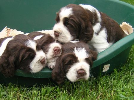 English Springer Spaniel Mittagsschläfchen