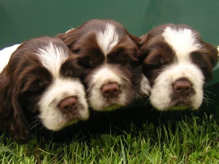 English Springer Spaniel Bitte nicht wecken !