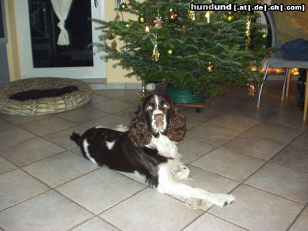 English Springer Spaniel Hunde Foto 10874 English Springer Spaniel Unser Andy under Pressure of Magic Mountains