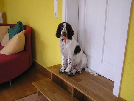 English Springer Spaniel Bo und seine erste Wurst