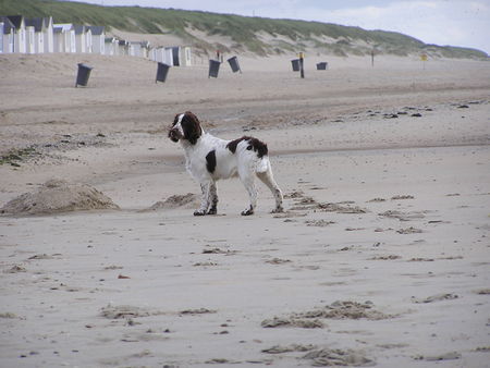 English Springer Spaniel Hunde Foto 38880 in höherer Auflösung ansehen English Springer Spaniel Bo auf Texel