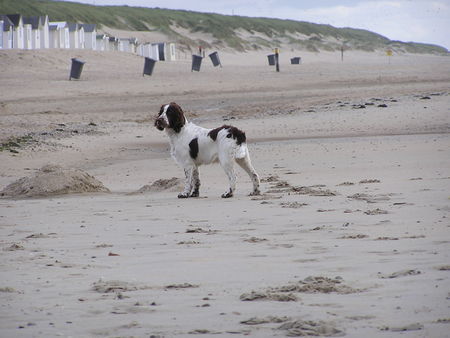 English Springer Spaniel Bo auf Texel