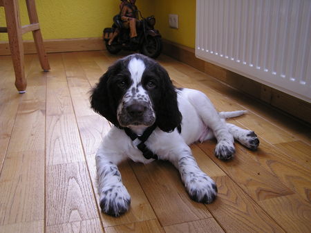 English Springer Spaniel Bo mit Wochen